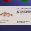 CopperRockFishPlacardViewer